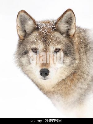 Un coyote solone (Canis latrans) closeup nella neve d'inverno in Canada Foto Stock