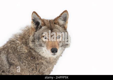 Un coyote solone (Canis latrans) closeup nella neve d'inverno in Canada Foto Stock