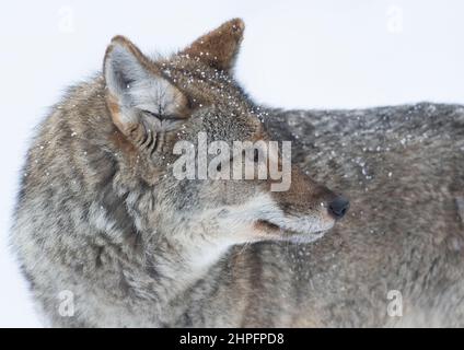 Un coyote solone (Canis latrans) closeup nella neve d'inverno in Canada Foto Stock