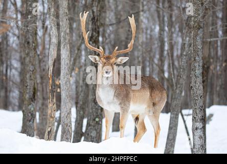 Il daino di buca (Dama dama) con grandi corna si pone in un campo invernale in Canada Foto Stock