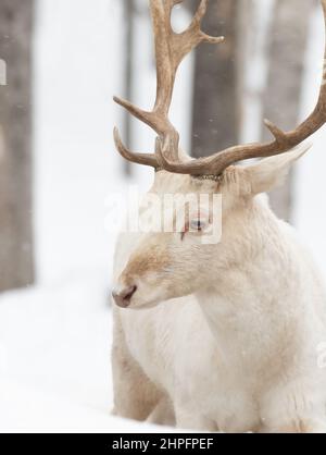 Il daino di buca (Dama dama) con grandi corna si pone in un campo invernale in Canada Foto Stock