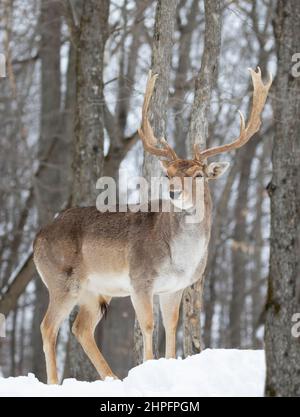 Il daino di buca (Dama dama) con grandi corna si pone in un campo invernale in Canada Foto Stock