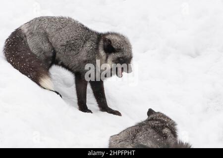 Volpe d'argento (Vulpes vulpes) una forma melanistica della volpe rossa che gioca nella neve Foto Stock