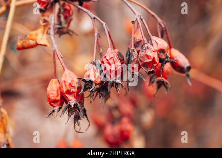 Primo piano di ramoscello di rosa piena di vecchi bacche di colore rosso con macchie scure su sfondo sfocato. Pianta sana per fare il tee e il trattamento Foto Stock