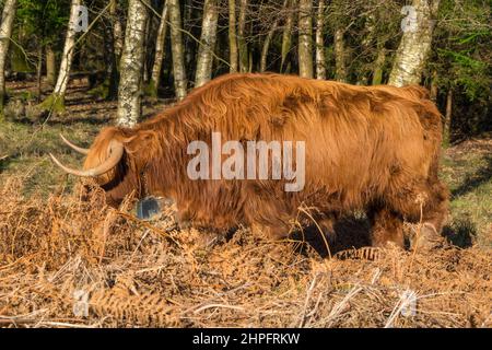 Bestiame delle Highland usato per pascolare nella Foresta di Dean Gloucestershire Inghilterra UK. Gennaio 2022. Foto Stock