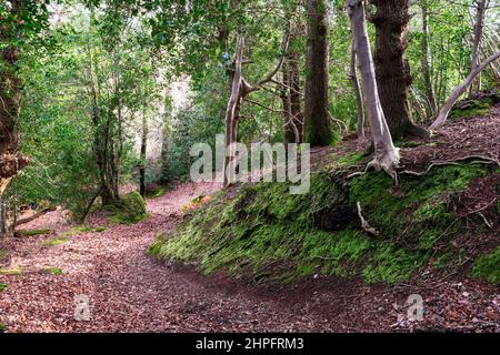 Un percorso all'interno di Horner WOOD, che si trova sul bordo di Exmoor, Somerset, Regno Unito Foto Stock