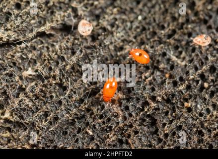 Acaro moss oribatide (Oribatida) Foto Stock