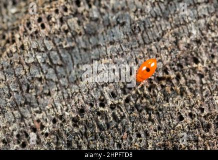 Acaro moss oribatide (Oribatida) Foto Stock