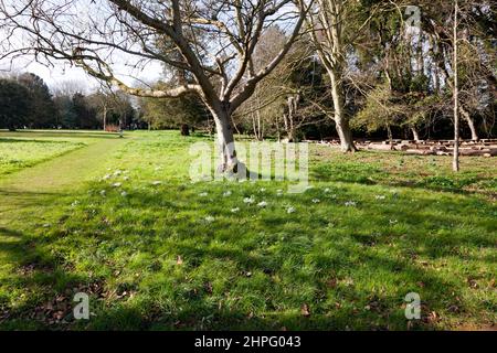 Inverno Sunshine nei Giardini al Castello di Walmer, Kent Foto Stock