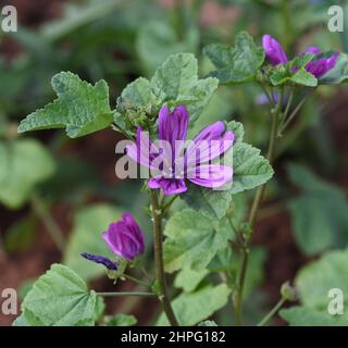 Die Mauretanische Malve ist sehr Robust und bringt viel Farbe in den Garten mit ihren Großen Blueten. La mattera mauritana è molto robusta e porta Foto Stock