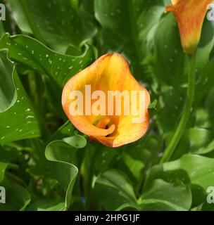 Zantedeschia, auch Zimmercalla genannt, ist eine wunderschoen bluehende Pflanze. Zantedeschia, chiamata anche sala calla, è una bella pianta fiorita Foto Stock