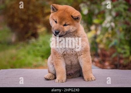 piccoli cuccioli shiba inu Foto Stock