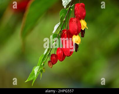 Vista ravvicinata del fiore rosso e giallo abutilone trainato (Abutilon megapotamicum). Brasile Foto Stock