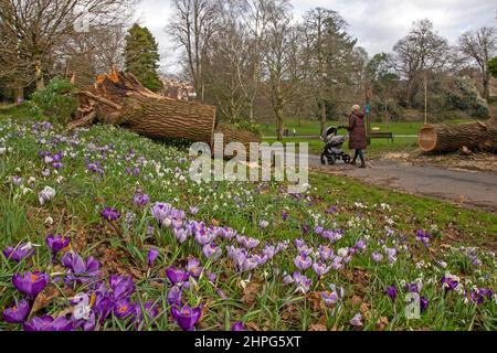 Swansea, Regno Unito. 21st Feb 2022. Una donna spinge il suo pram oltre i fiori primaverili e attraverso l'albero sradicato recentemente tagliato che è caduto attraverso il percorso principale nei venti alti generati da Storm Franklin ed Eunice a Singleton Park, Swansea questo pomeriggio. Credit: Phil Rees/Alamy Live News Foto Stock