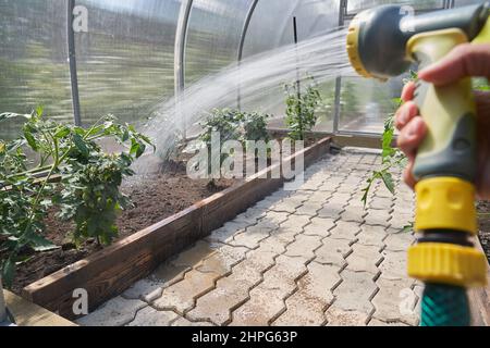 Un primo piano della mano di un uomo sotto pressione spruzza una soluzione acquosa su un letto di fiori con piante in una serra. Concetto di giardinaggio. Riprese a 4K° di alta qualità Foto Stock