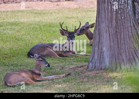 Piccolo gruppo di cervi dalla coda bianca (Odocoileus virginianus) che riposa sull'erba accanto ad un maestoso albero. Foto Stock