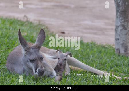 Il re avvoltoio (Sarcoramphus papa), bel ritratto imponente del più bello avvoltoio nella giungla, ritratto su sfondo nero. Foto Stock