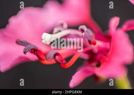 Macro-foto della forza di un fiore di Gaura rosa brillante Foto Stock