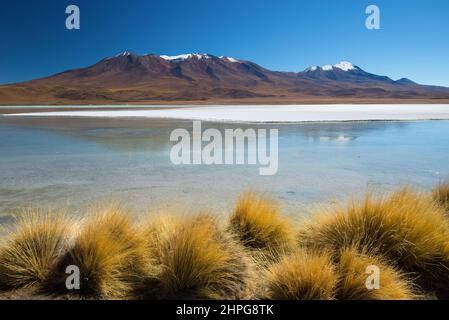 Laguna Hedionda è uno dei nove piccoli laghi salati dell'Altiplan andino, in Bolivia Foto Stock