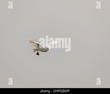 Un fienile in volo che porta la sua uccisione mentre si fa ritorno ad un persico in un albero in un campo vicino Cley vicino al mare, sulla costa di Norfolk, Inghilterra Foto Stock