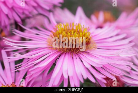 Symphyotrichum novae-angliae 'Barr's Pink' New England astro fiorito all'inizio dell'autunno. REGNO UNITO Foto Stock