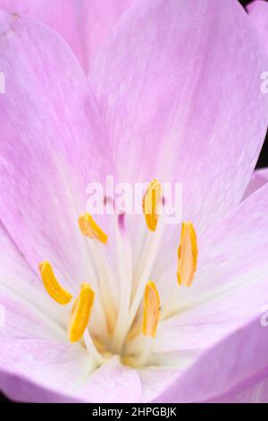 Colchicum 'Lilac Wonder' Crocus autunnale. Bulbo autunnale fiorito. REGNO UNITO Foto Stock