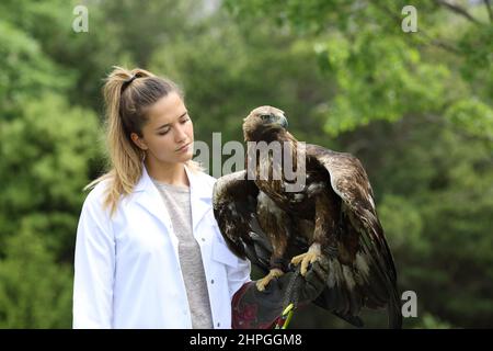 Vet esaminare un'aquila d'oro all'aperto Foto Stock