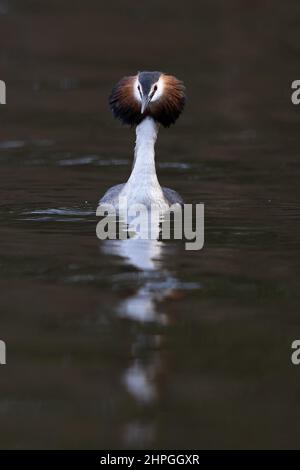 Great Crested Grebe (Podiceps CRIstatus) Norfolk UK GB Febbraio 2022 Foto Stock