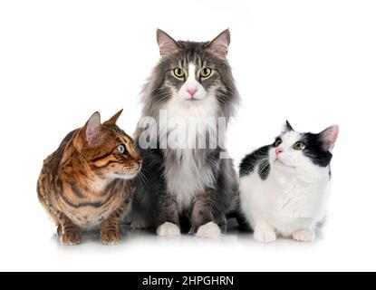 Gatto norvegese della foresta, gatto randagio e gatto bengala di fronte a sfondo bianco Foto Stock