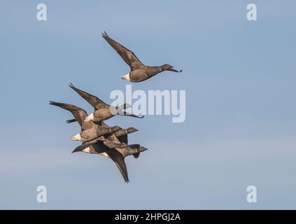 Cinque oche Brent dalle decorazioni scure volano in formazione sulla costa nord del Norfolk . REGNO UNITO Foto Stock