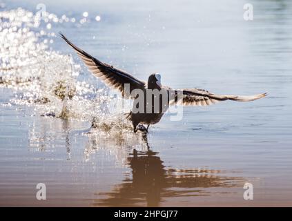 Un classico Coot , che corre attraverso la superficie dell'acqua , ali allungate con una ventosa di gocce illuminate dal sole. Suffolk, Regno Unito Foto Stock