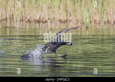 Un Coot catturato in piena azione, gambe verdi e enormi piedi che camminano sull'acqua . E 'in esecuzione attraverso la superficie di un lago, Suffolk .UK Foto Stock