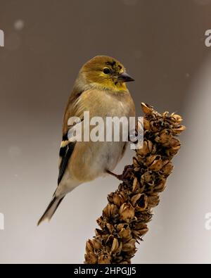 Vista ravvicinata del profilo American Goldfinch, appollaiato sul fogliame con uno sfondo sfocato nel suo ambiente e habitat circostante. Foto Stock