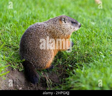 Profilo Groundhog close-up vista laterale foraging per il cibo in erba e mostra pelliccia marrone, coda, zampe, orecchio, occhio, il naso nel suo ambiente. Foto Stock