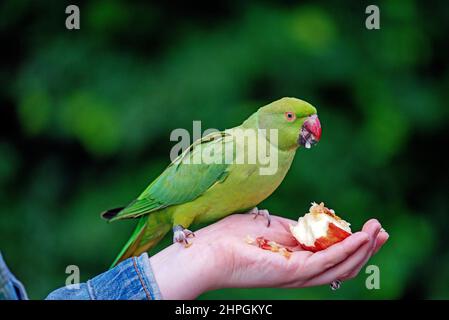 Parakeet con collo ad anello - Psittacula krameria uccello selvatico anellato che mangia mela da donna mano, centro di Londra Foto Stock