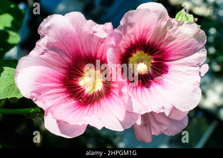 Un delicato fiore rosa magenta di pianta di Althaea officinalis, comunemente noto come palude-mallow in un giardino in stile cottage britannico in una giornata estiva soleggiata, Foto Stock