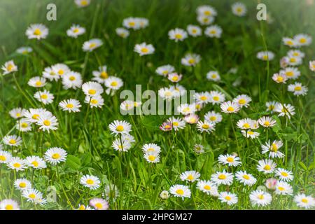Vista ravvicinata del terreno di un giardino con erba verde e margherite in primavera Bellis perennis Foto Stock