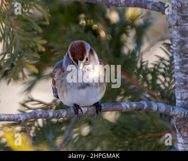 Sparrow con corona bianca arroccato su un ramo di conifere con sfondo verde sfocato nel suo ambiente e habitat, con piume marroni. Foto Stock