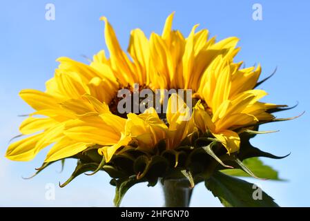 Grande girasole Helianthus annuus contro il cielo blu Foto Stock