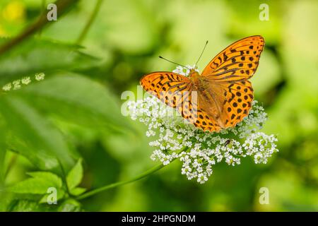 fritillario argentato, una farfalla arancione e nera, seduto su un fiore bianco che cresce in natura. Giorno d'estate. Sfondo sfocato con foglie verdi. Foto Stock