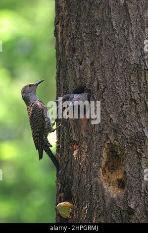Una femmina Northern Red-shafted Flicker (Colaptes auratus) che alimenta i suoi due giovani in un nido d'albero. Foto Stock
