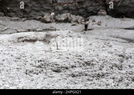 Fontana di fango, nelle piscine di fango a te Puia, valle termale di Whakarewarewa , Roturora, Isola del Nord, Nuova Zelanda Foto Stock