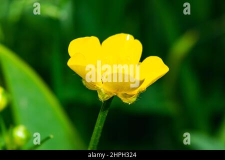 Ranunculus repens ranunculus strisciante. Una pianta con fiori gialli colorati. Sfondo naturale con messa a fuoco selettiva. Foto Stock