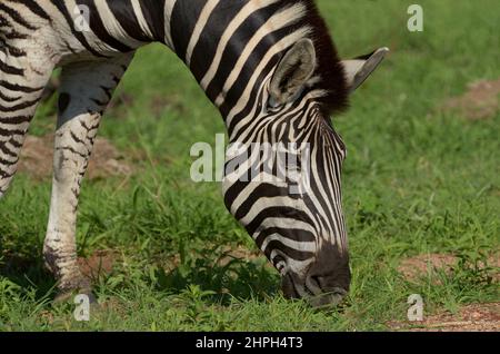 Primo piano della zebra vicino al campo di sosta di Panda Maria, al Parco Nazionale di Kruger, Sudafrica Foto Stock