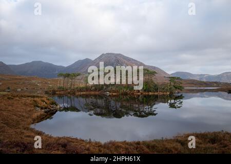 Pine Island, Lago di Derricyclare, Connemara, Contea di Galway, Irlanda. Foto Stock