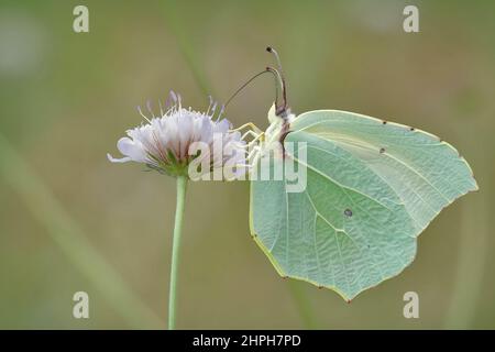 Primo piano della farfalla Cleopatra, Gonepteryx cleopatra setacciatura nettare forma un rosa scabio fiore Foto Stock