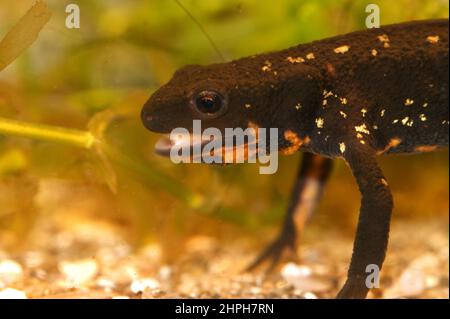 Primo piano sul salamander Riu Kiu Swordtail in via di estinzione, Cynops ensicauda popei da Riu Kiu, Giappone Foto Stock