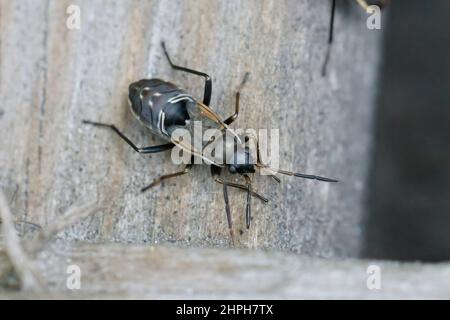 Closeup sulla ninfa del bug seme sporco-colorato, Rhyparocromus vulgaris seduta su legno Foto Stock