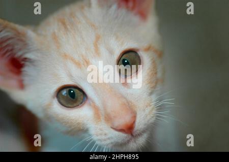 Rosso e Bianco 16 settimane Cornish Rex gattino gatto da Oriental Shortair fuori croce cercando e cercando le pulci guardando la fotocamera pieno volto Foto Stock
