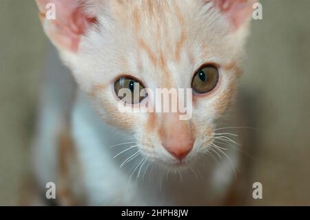 Rosso e Bianco 16 settimane Cornish Rex gattino gatto da Oriental Shortair fuori croce cercando e cercando le pulci guardando la fotocamera pieno volto Foto Stock